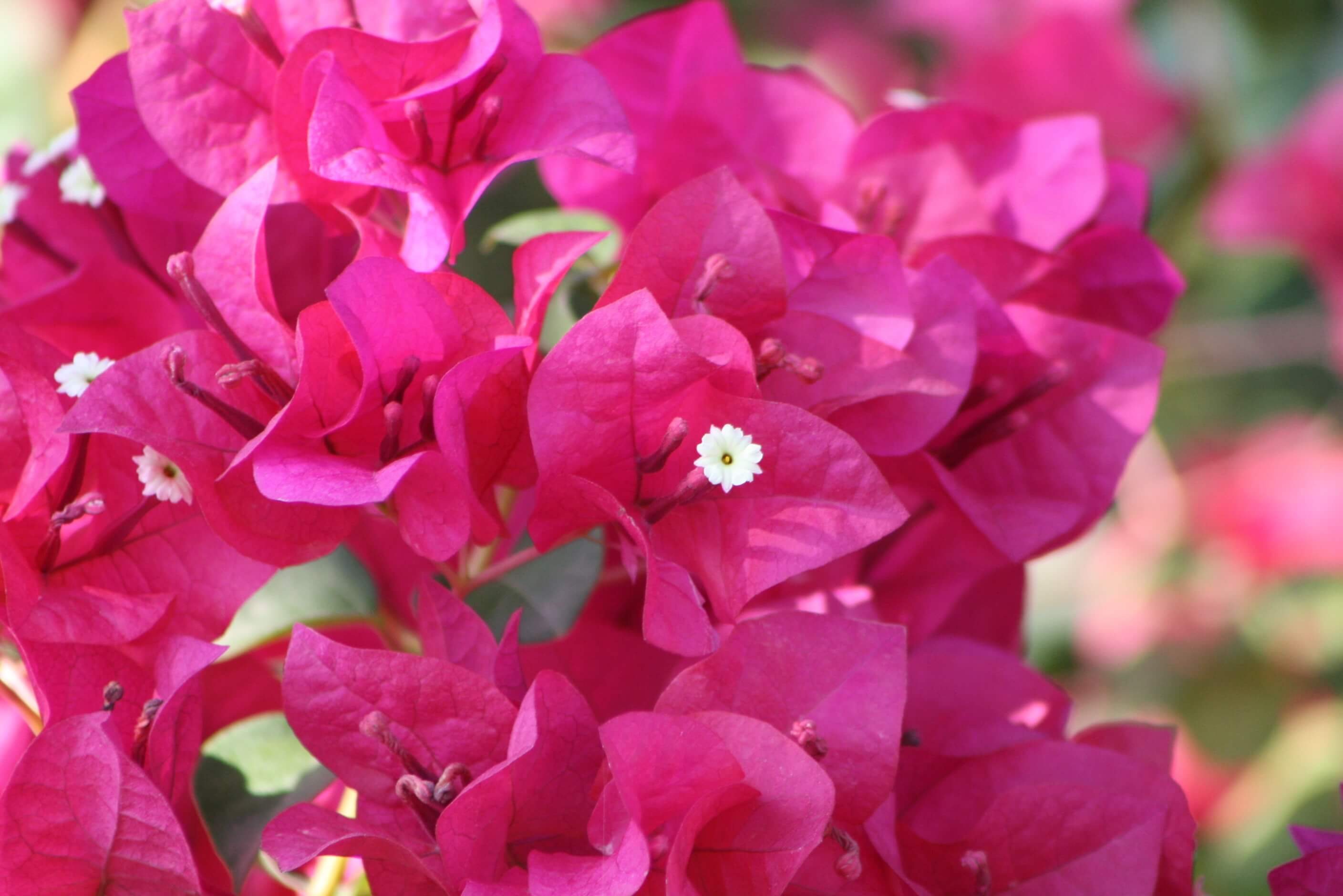 Bougainvillea- Vivero Growers Nursery