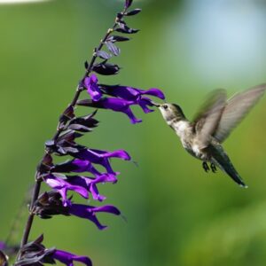 Salvia 'Amistad' with Hummingbird purple flowers of Salvia 'Amistad 'with Hummingbird