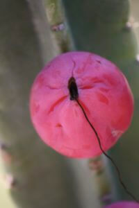 Peruvian Cereus fruit