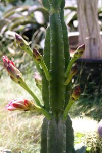 Peruvian Cereus