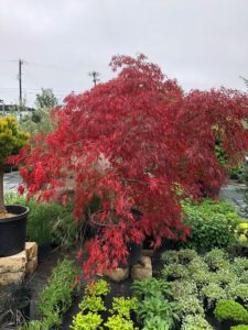 'Tamukeyama' Japanese Maple red foliage