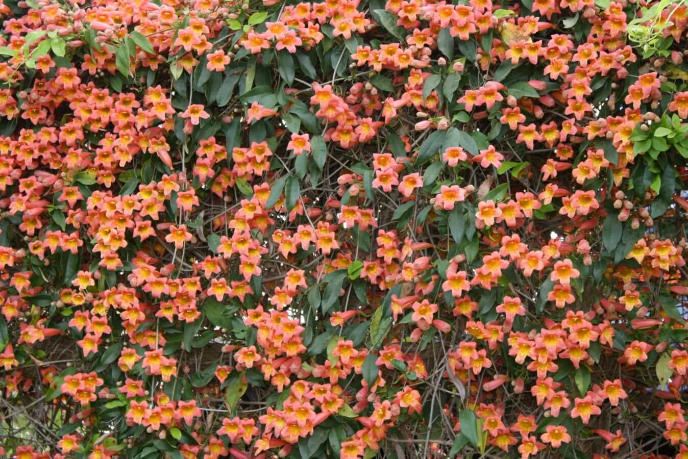 Crossvine Vivero Growers Nursery Austin Texas