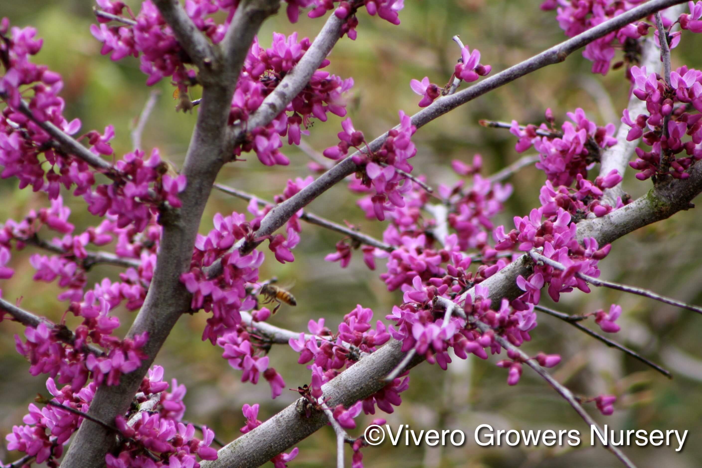 Oklahoma Redbud - Vivero Growers Nursery Austin Wholesale and Retail ...