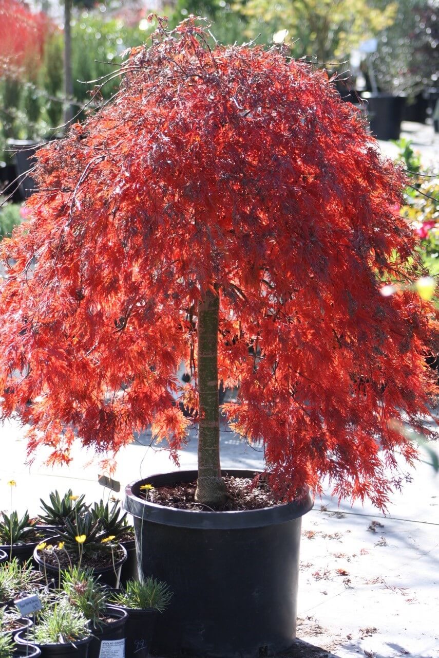 pictures of crimson queen japanese maple