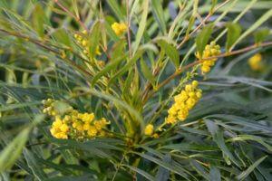 'Soft Caress' Mahonia