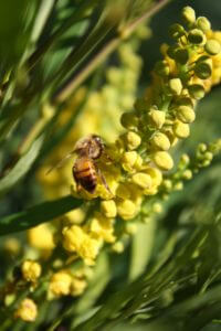 'Soft Caress' Mahonia