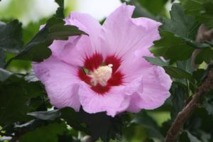 Althea Rose of Sharon