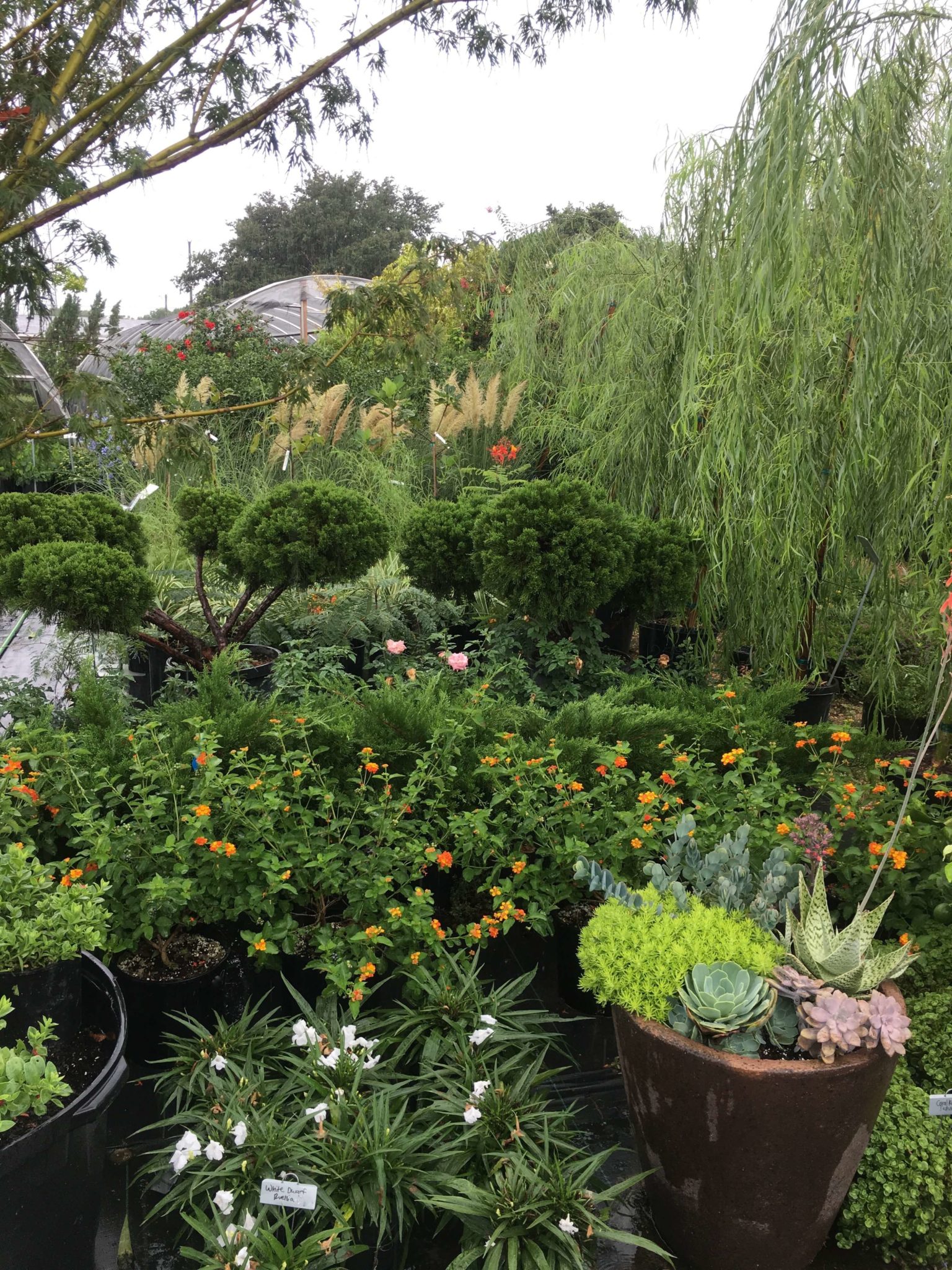 August Blooms at the Nursery - Vivero Growers Nursery Austin Wholesale ...