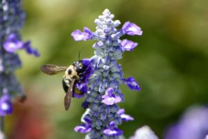 Mystic Spires Salvia bloom with bee, Vivero Growers Nursery Austin TX