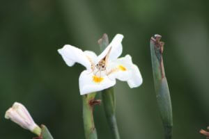 Butterfly Iris bloom, Vivero Growers Nursery Austin Tx