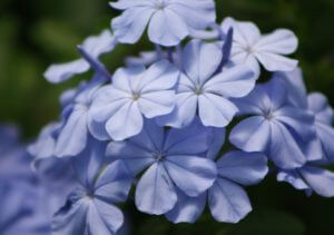 Plumbago blooms, Vivero Growers Nursery Austin TX