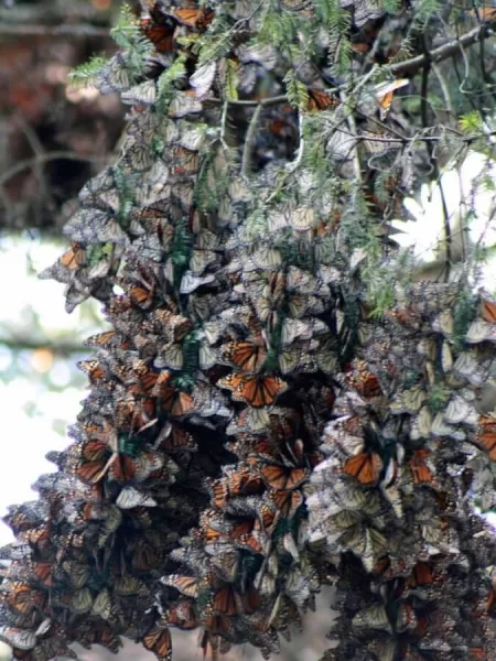 Monarch Butterfly cluster