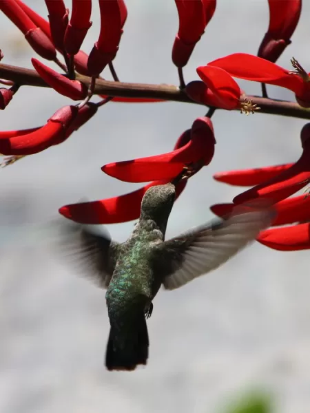 Hummingbird and Coral Bean