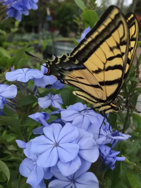Plumbago and Swallowtail butterfly