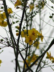 Palo Verde Desert Museum green bark and yellow blooms in Austin