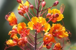 Plant Pride of Barbados - VIvero Growers Nursery