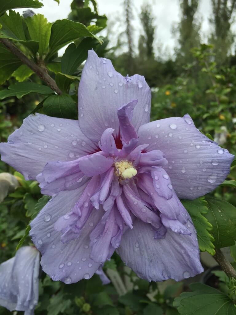 Plant Althea Rose Of Sharon Vivero Growers Nursery