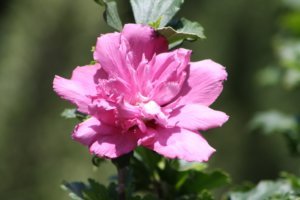 Althea Rose of Sharon