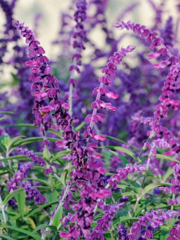 Mexican Bush Sage Vivero Growers Nursery