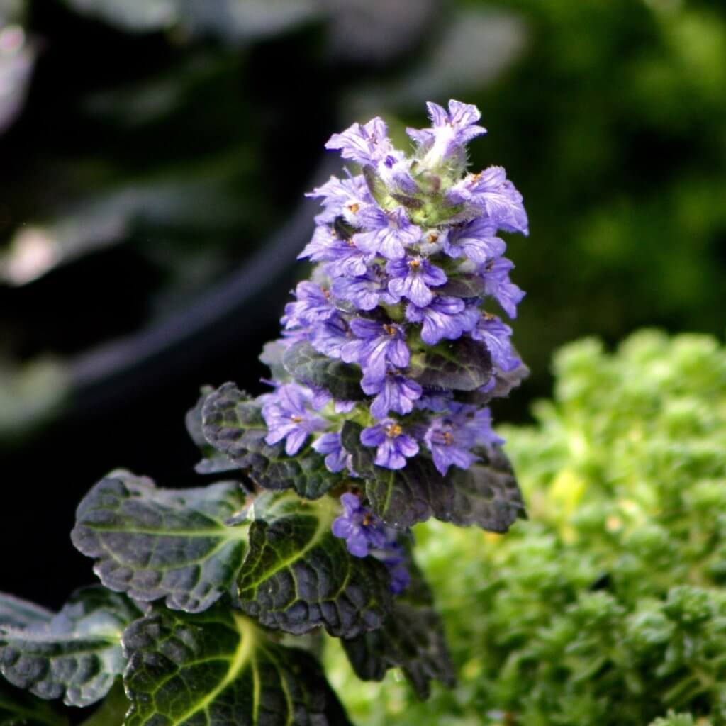 Plant Ajuga! Vivero Growers Nursery Austin Texas