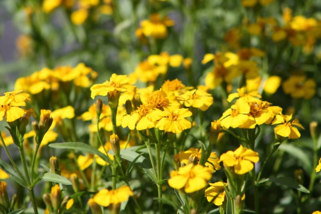 Mexican Mint Marigold - Vivero Growers Nursery Austin Wholesale and ...