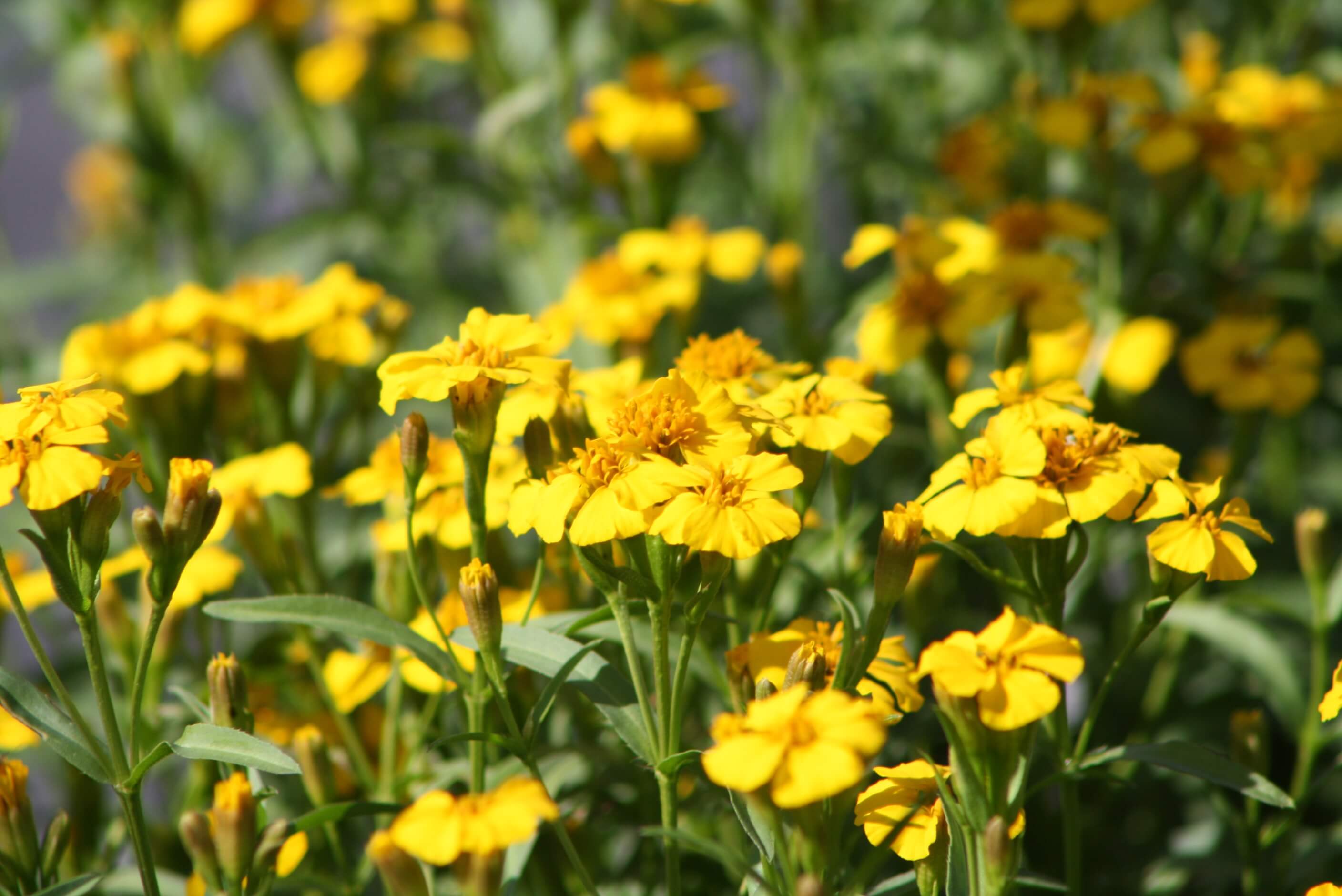 Mexican Mint Marigold - Vivero Growers Nursery