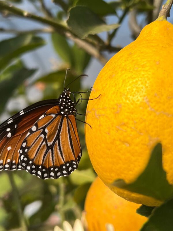 Meyer Lemon Vivero Growers Nursery