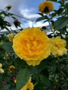 Rose 'Julia Child' Rose 'Julia Child'