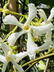 Star Jasmine Vine bloom looks like white star