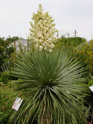 What's an excellent drought tolerant specimen? Yucca Rostrata