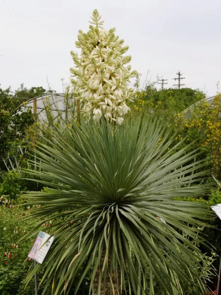 Yucca rostrata with bloom spike