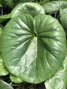 ligularia leaf up close