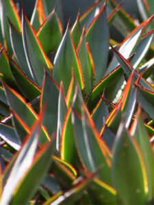 Agave Blue Glow Agave Blue Glow Succulent with sunshine edges of agave bright yellow