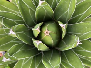Agave Queen Victoria Succulent Agave Queen Victoria Succulent