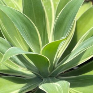 Agave Attenuata Foxtail Variegated, succulent