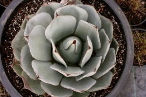 Agave parryi truncata succulent, drought tolerant plant 