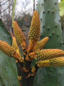 Aloe Marlothii Succulent yellow bloom spike