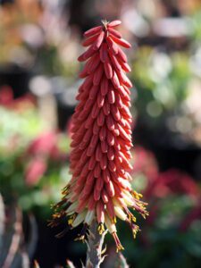 Aloe Peglerae Succulent Aloe Peglerae Succulent bloom