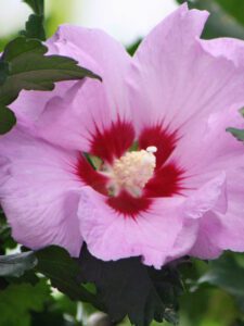 Althea Rose of Sharon bloom on this drought tolerant Shrub