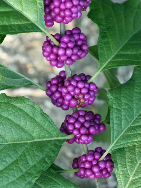 American Beautyberry with purple berries