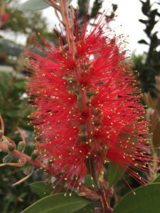 Bottlebrush