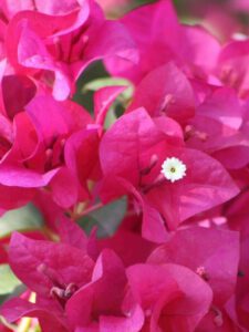 Bougainvillea pink blooms