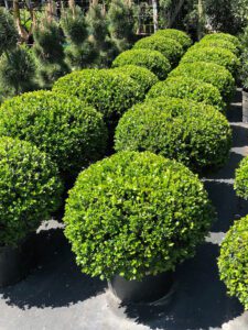 Boxwood Topiary at Vivero Growers Nursery