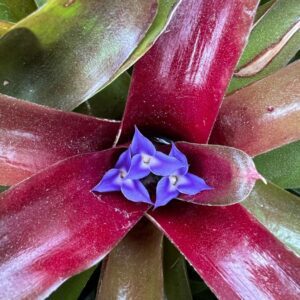 Bromeliad purple flowers in the center