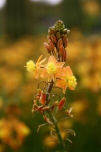 Orange Bulbine bloom spike on this drought tolerant plant