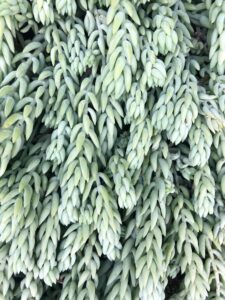 Burros Tail, Succulent Burros Tail, Succulent