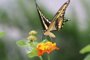 Swallowtail Butterfly on Yellow and Orange Lantana bloom in Austin garden