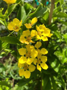 yellow blooms of butterfly Vine austin tx