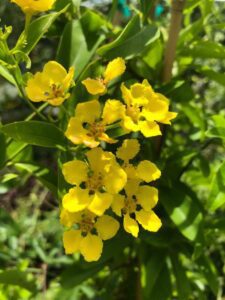 Butterfly Vine Butterfly Vine yellow flowers of this drought tolerant vine