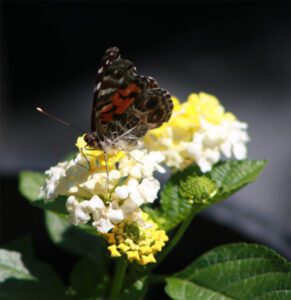 yellow and white Lantana flowers and Butterfly